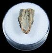 / Inch Triceratops Shed Tooth From Montana #3895-1